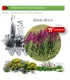 Venta de GLADIOLUS ILLYRICUS (Gladiolo silvestre) BF40/260