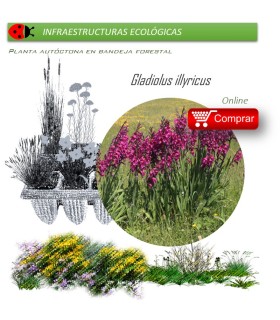 Venta de GLADIOLUS ILLYRICUS (Gladiolo silvestre) BF40/260