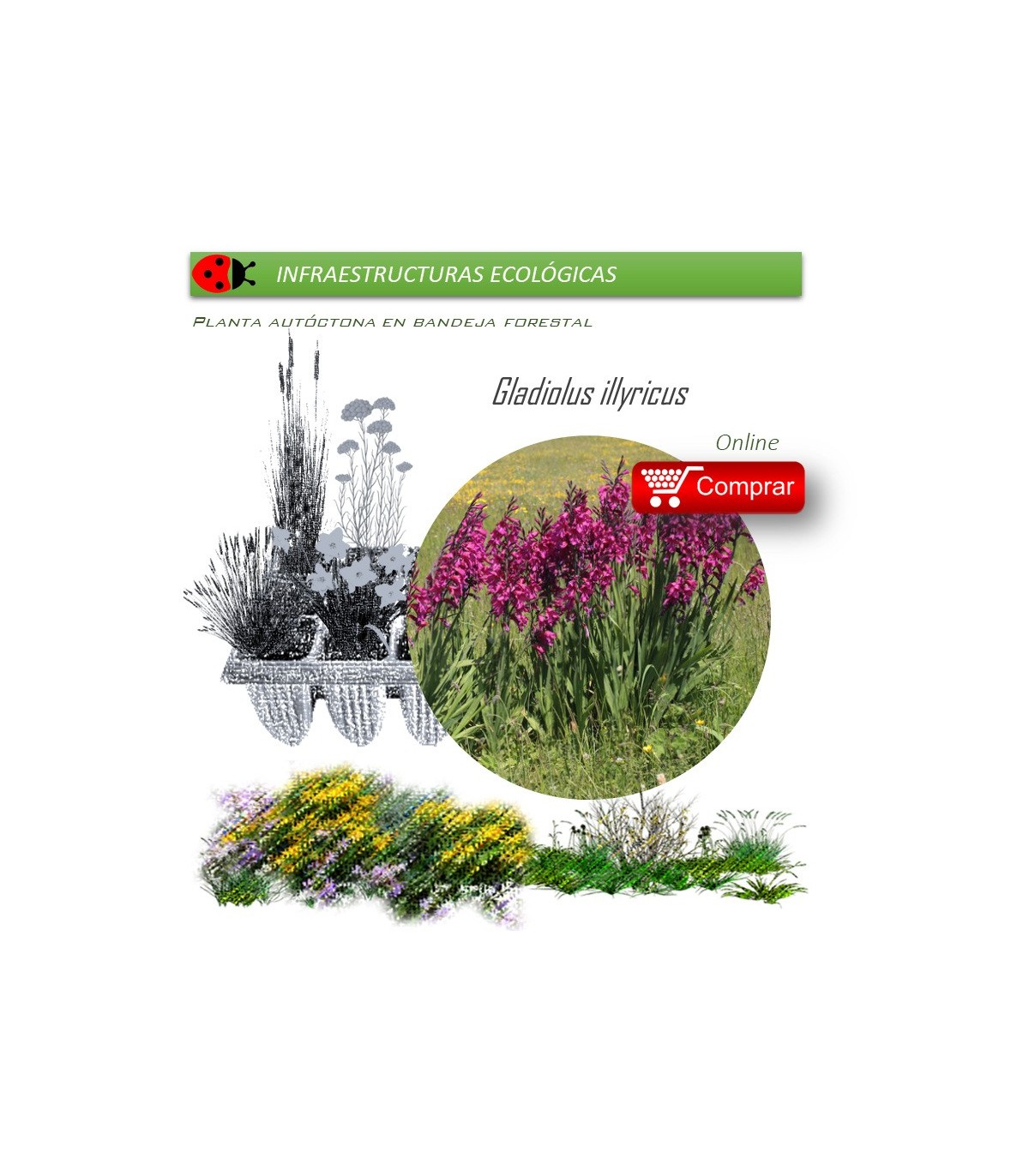 Venta de GLADIOLUS ILLYRICUS (Gladiolo silvestre) BF40/260