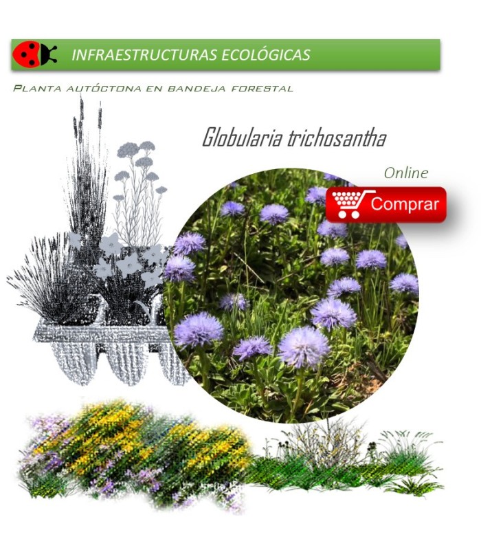 Venta de GLOBULARIA TRICHOSANTHA BF 40