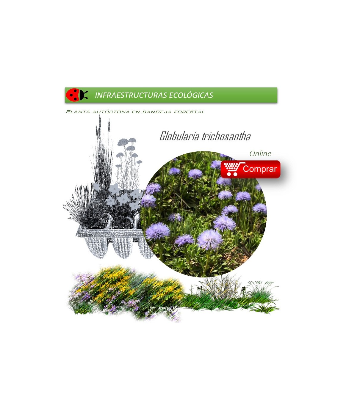 Venta de GLOBULARIA TRICHOSANTHA BF 40