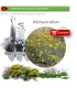 Venta de HELICHRYSUM ITALICUM (Curry) BF40/260