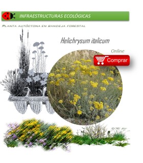 Venta de HELICHRYSUM ITALICUM (Curry) BF40/260