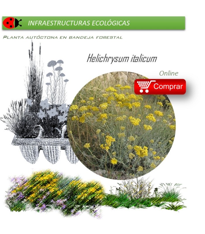 Venta de HELICHRYSUM ITALICUM (Curry) BF40/260