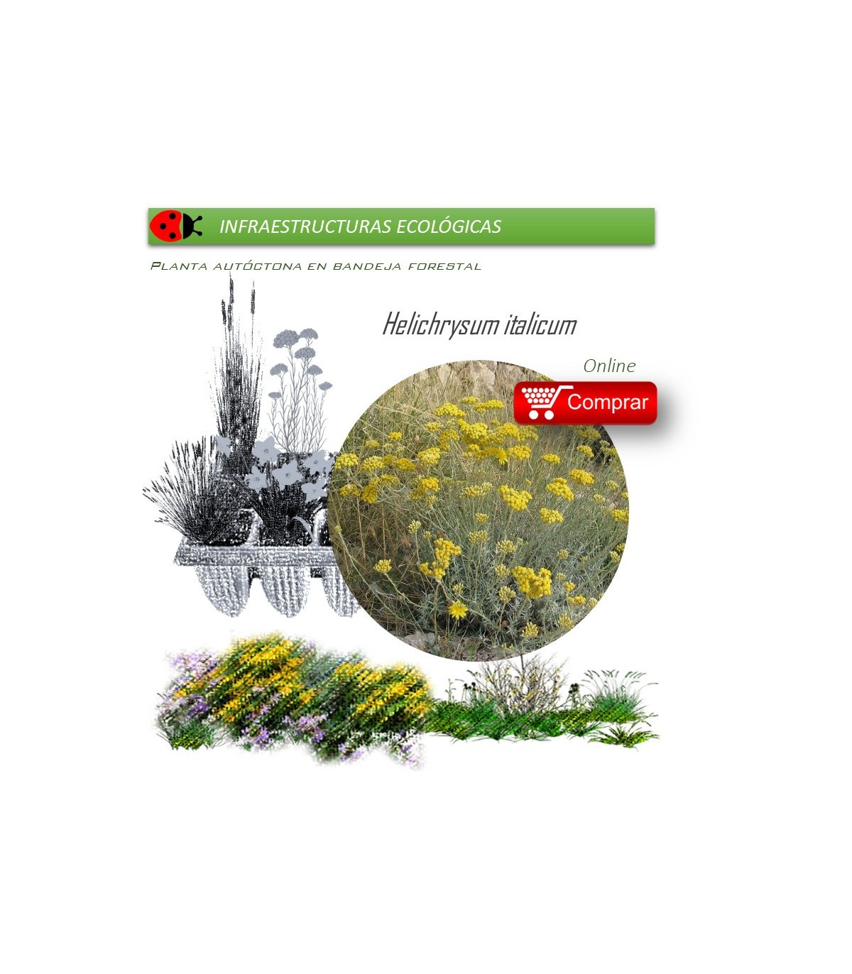 Venta de HELICHRYSUM ITALICUM (Curry) BF40/260