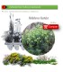 Venta de HELLEBORUS FOETIDUS BF 28/400