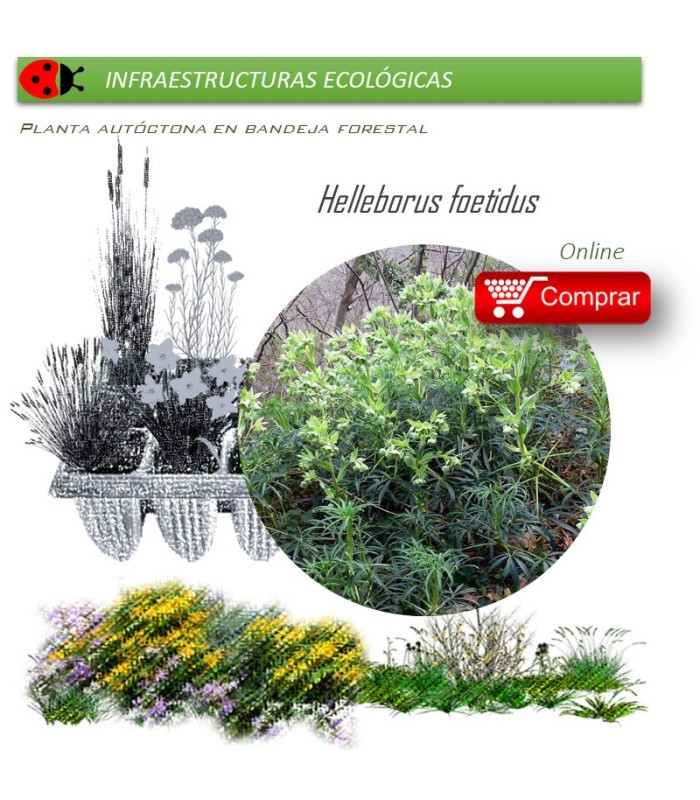 Venta de HELLEBORUS FOETIDUS BF 28/400