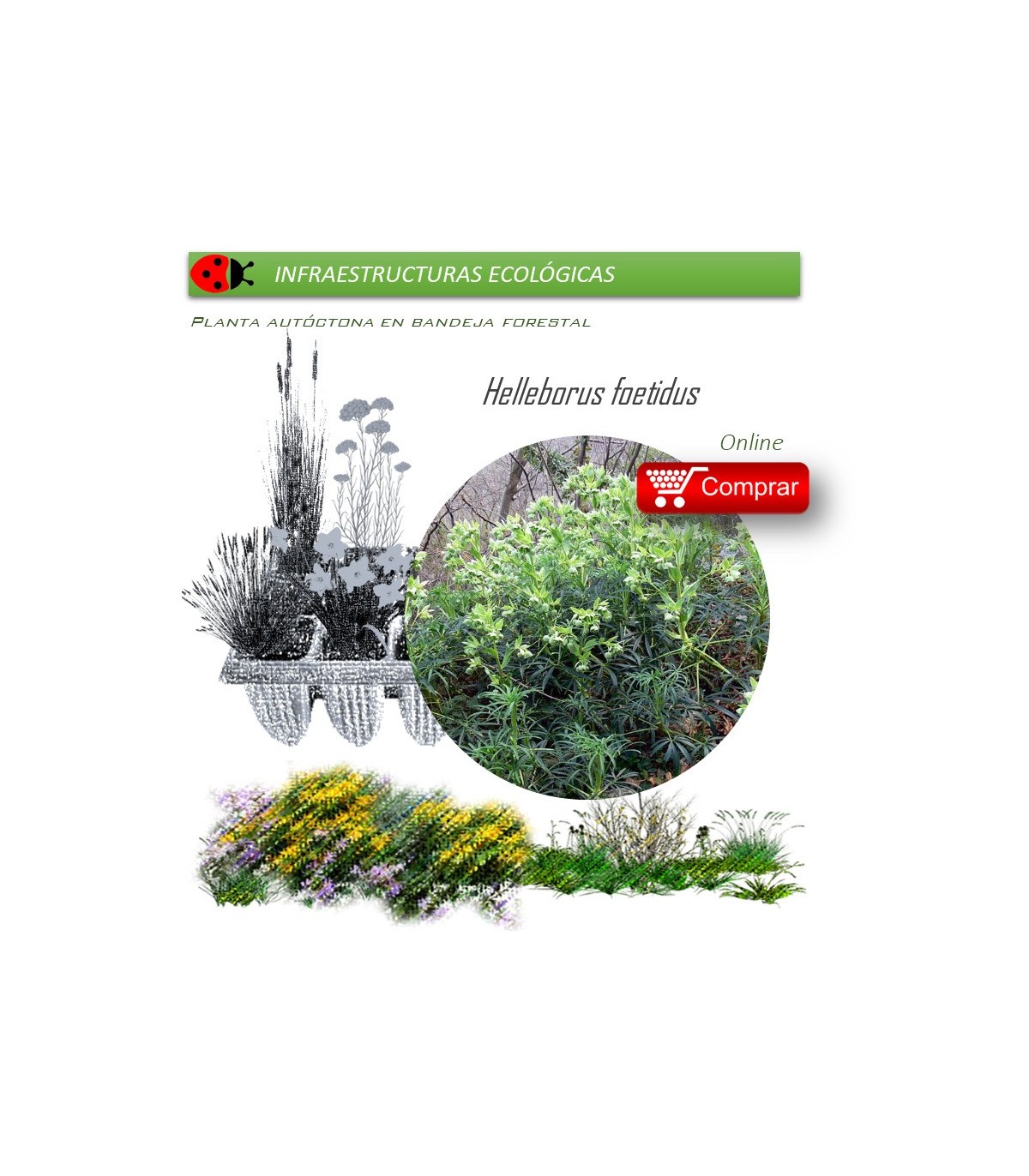 Venta de HELLEBORUS FOETIDUS BF 28/400