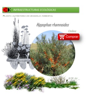 Venta de HIPPOPHAE RHAMNOIDES (Espino amarillo) BF 40/260