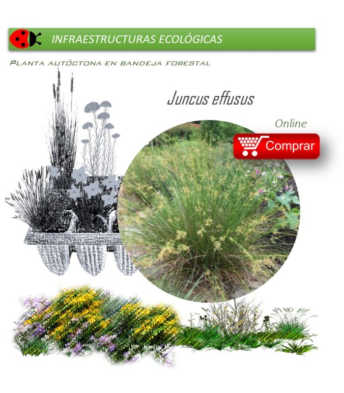 Venta de JUNCUS EFFUSUS (Junco de esteras) BF 40/260