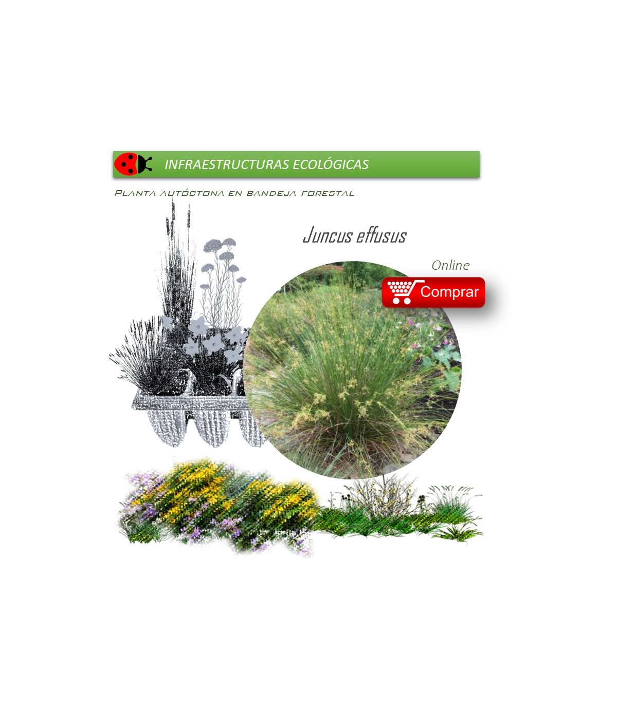 Venta de JUNCUS EFFUSUS (Junco de esteras) BF 40/260