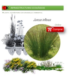 Venta de JUNCUS INFLEXUS (Junco) BF 40/260