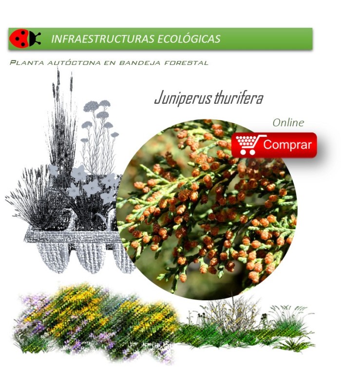 Venta de JUNIPERUS THURIFERA (Sabina albar) BF 60/200