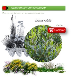 Venta de LAURUS NOBILIS (Laurel) BF 45/220