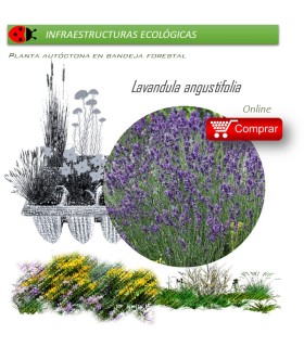 Venta de LAVANDULA ANGUSTIFOLIA (Espliego) BF 45/220