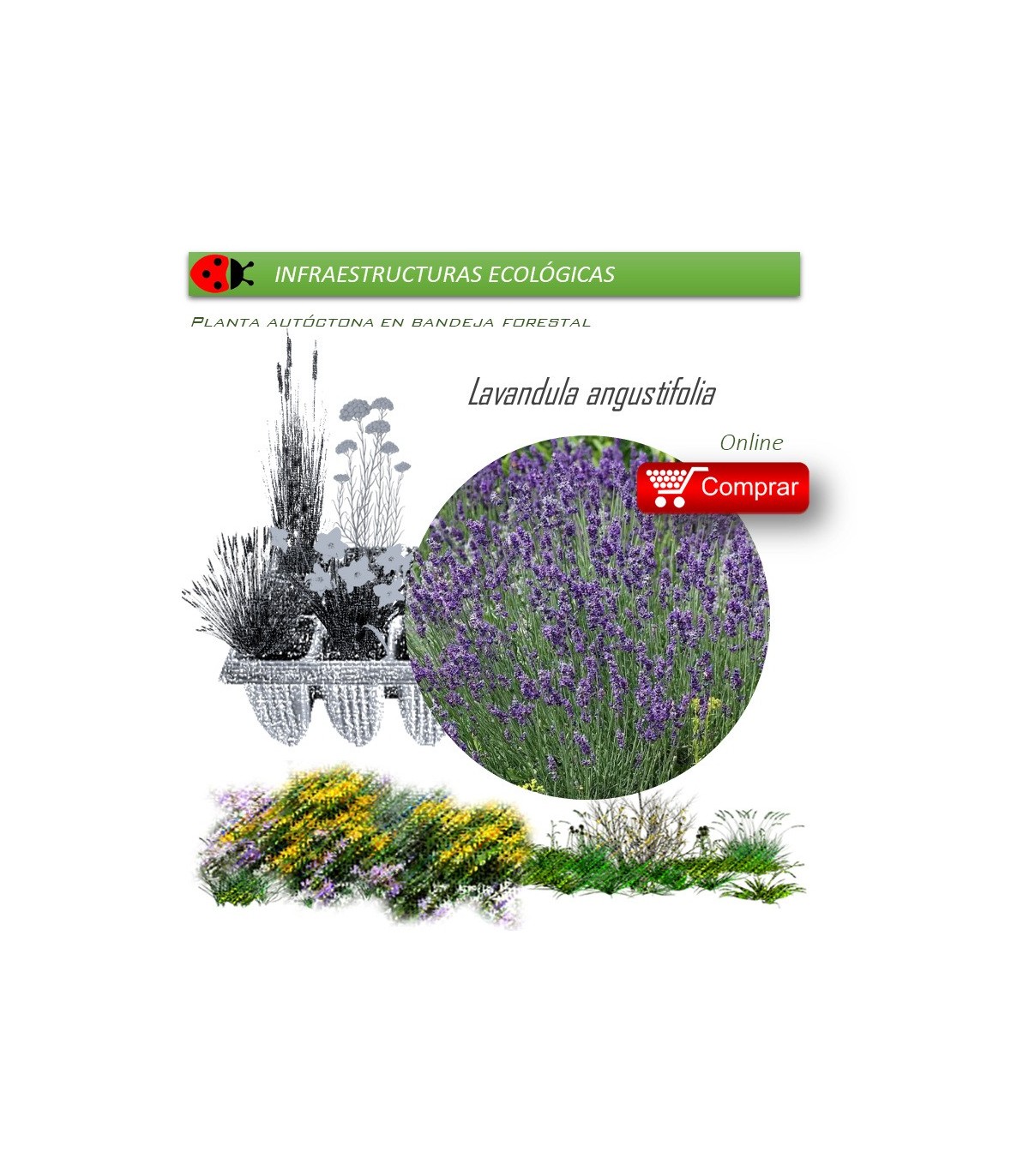 Venta de LAVANDULA ANGUSTIFOLIA (Espliego) BF 45/220