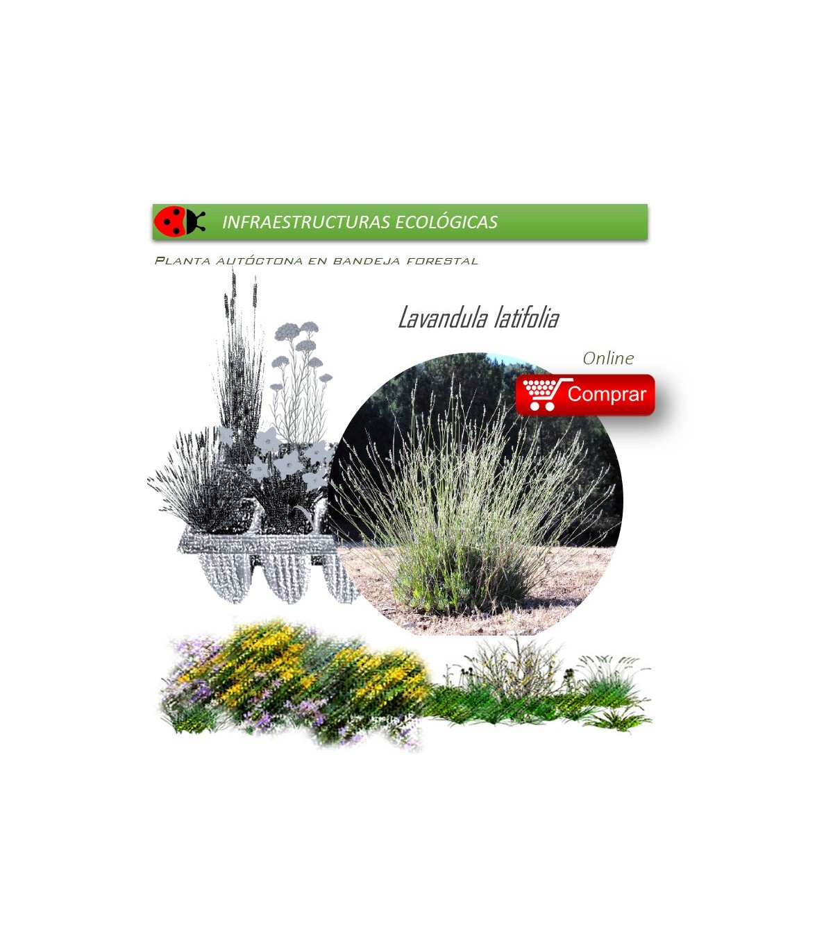 Venta de LAVANDULA LATIFOLIA (Alhucema) BF 40/260