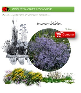 Venta de LIMONIUM LATIFOLIUM (Flor de papel) BF 40/260