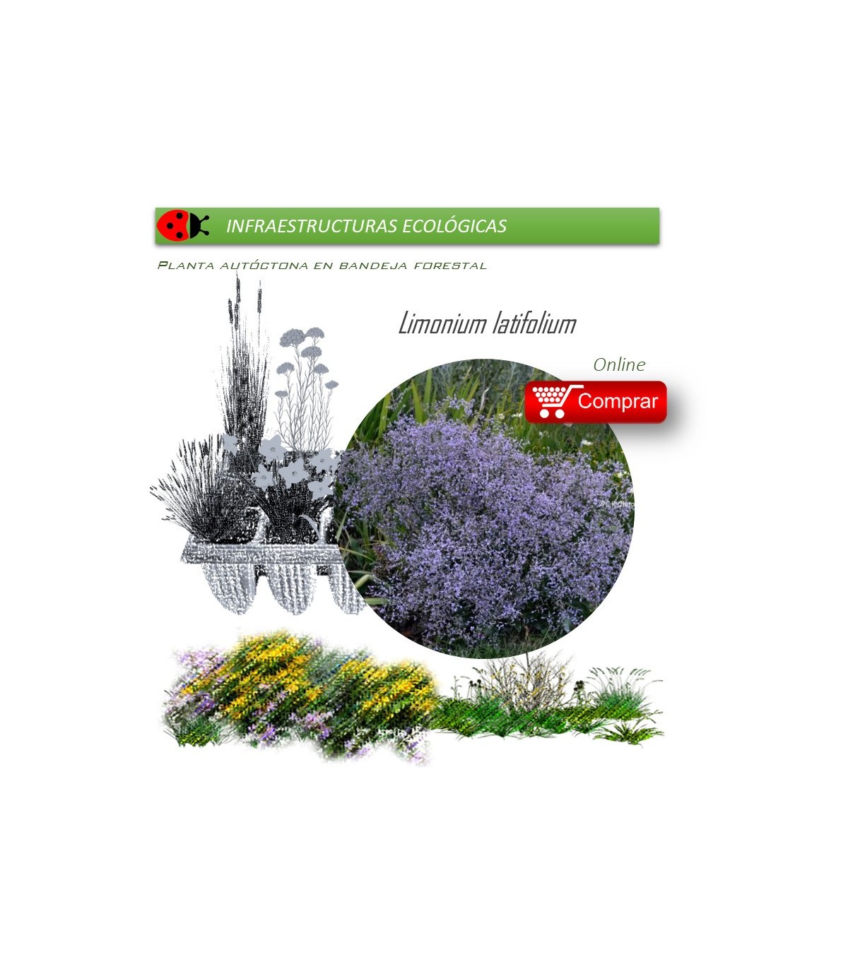 Venta de LIMONIUM LATIFOLIUM (Flor de papel) BF 40/260