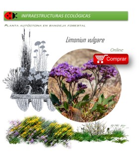 Venta de LIMONIUM VULGARE (Lavanda de mar) BF 40/260