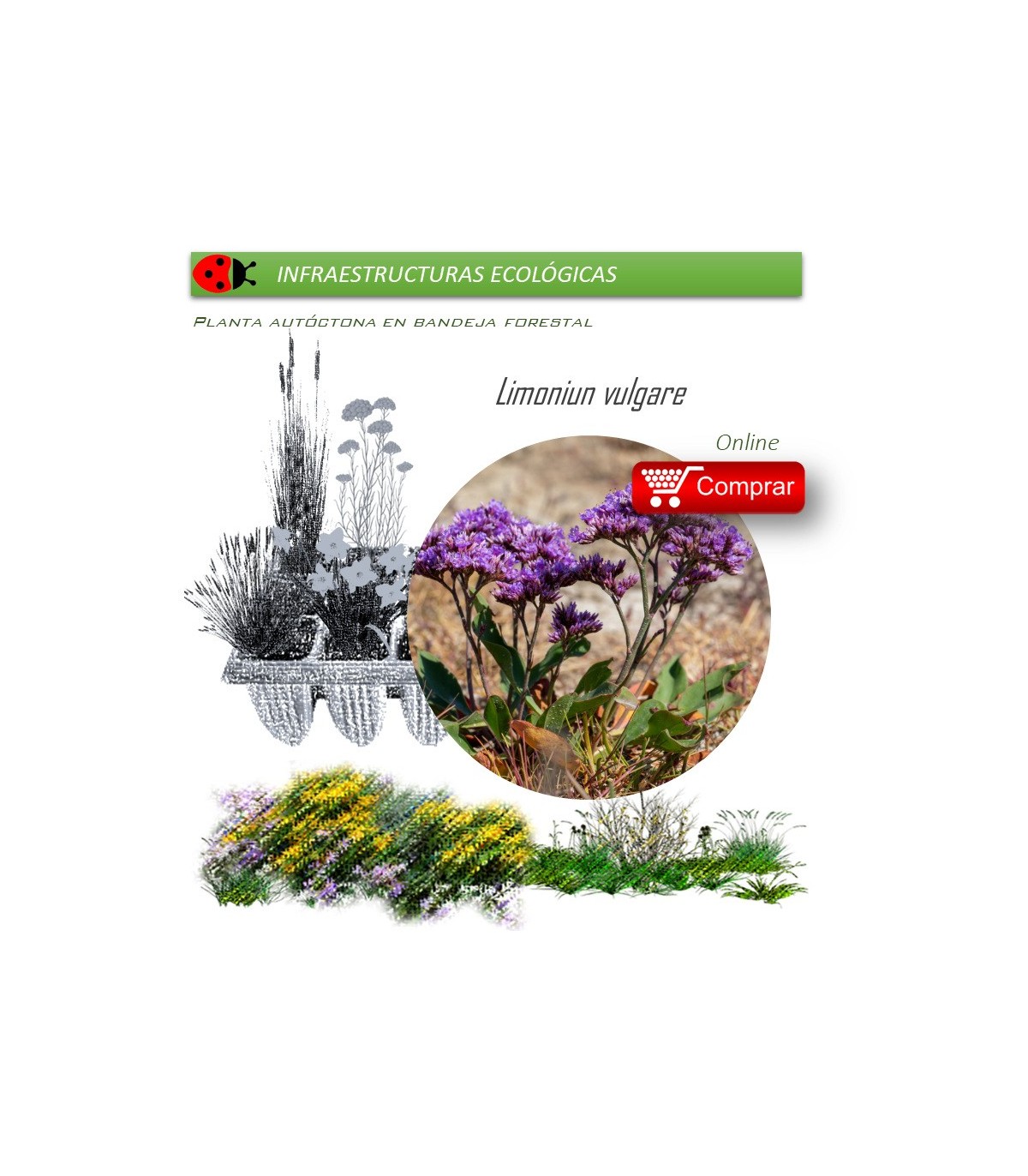 Venta de LIMONIUM VULGARE (Lavanda de mar) BF 40/260
