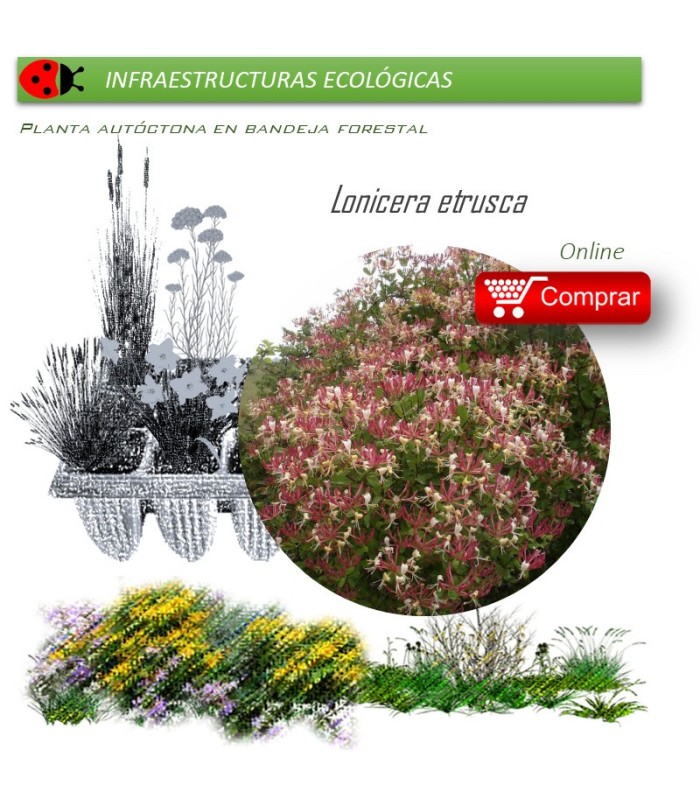 planta Venta de LONICERA ETRUSCA (Madreselva etrusca) BF 40/260en bandeja forestal
