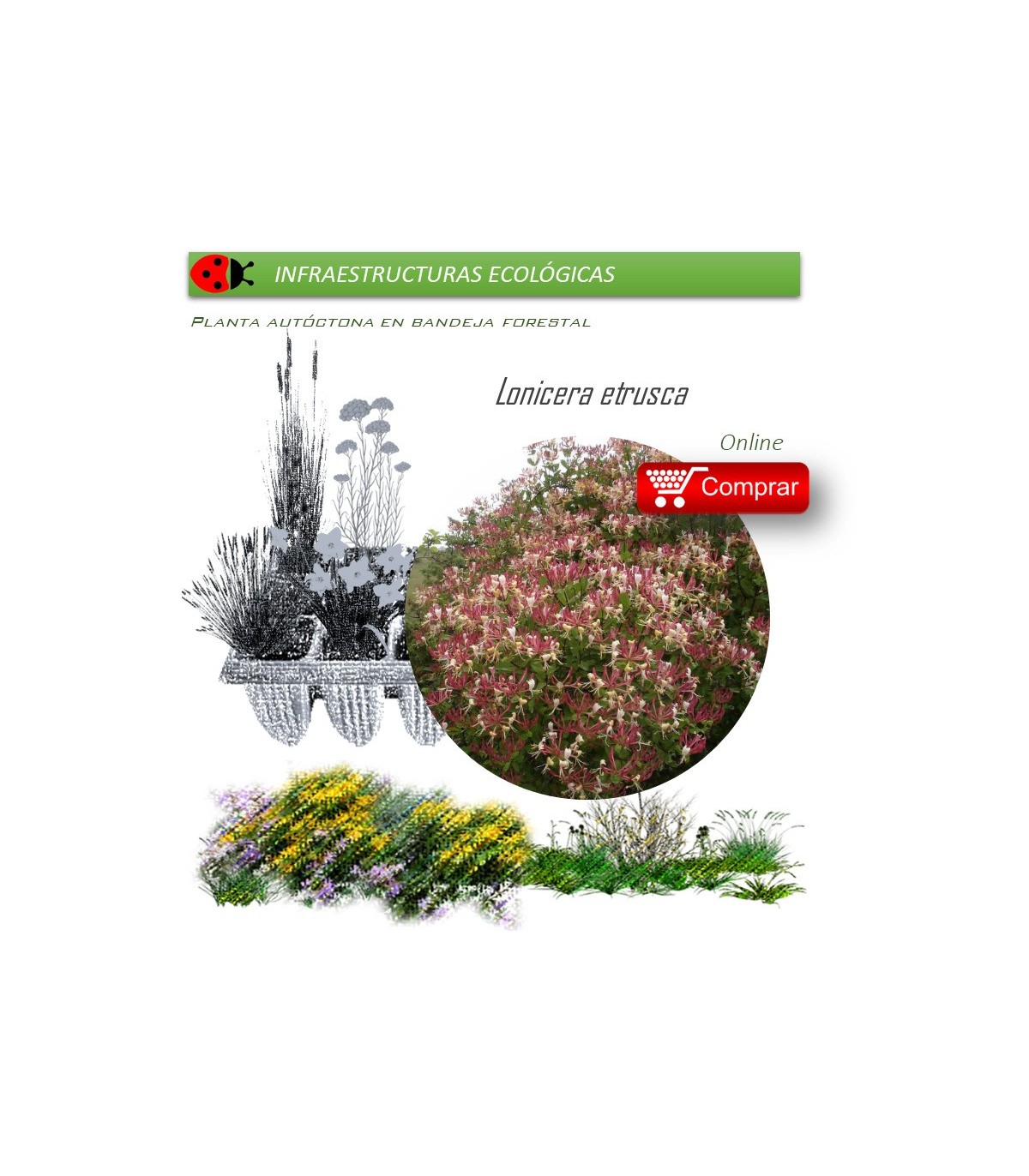 planta Venta de LONICERA ETRUSCA (Madreselva etrusca) BF 40/260en bandeja forestal