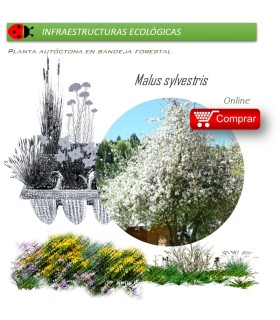 Venta de MALUS SILVESTRIS (manzano silvestre) BF28/400