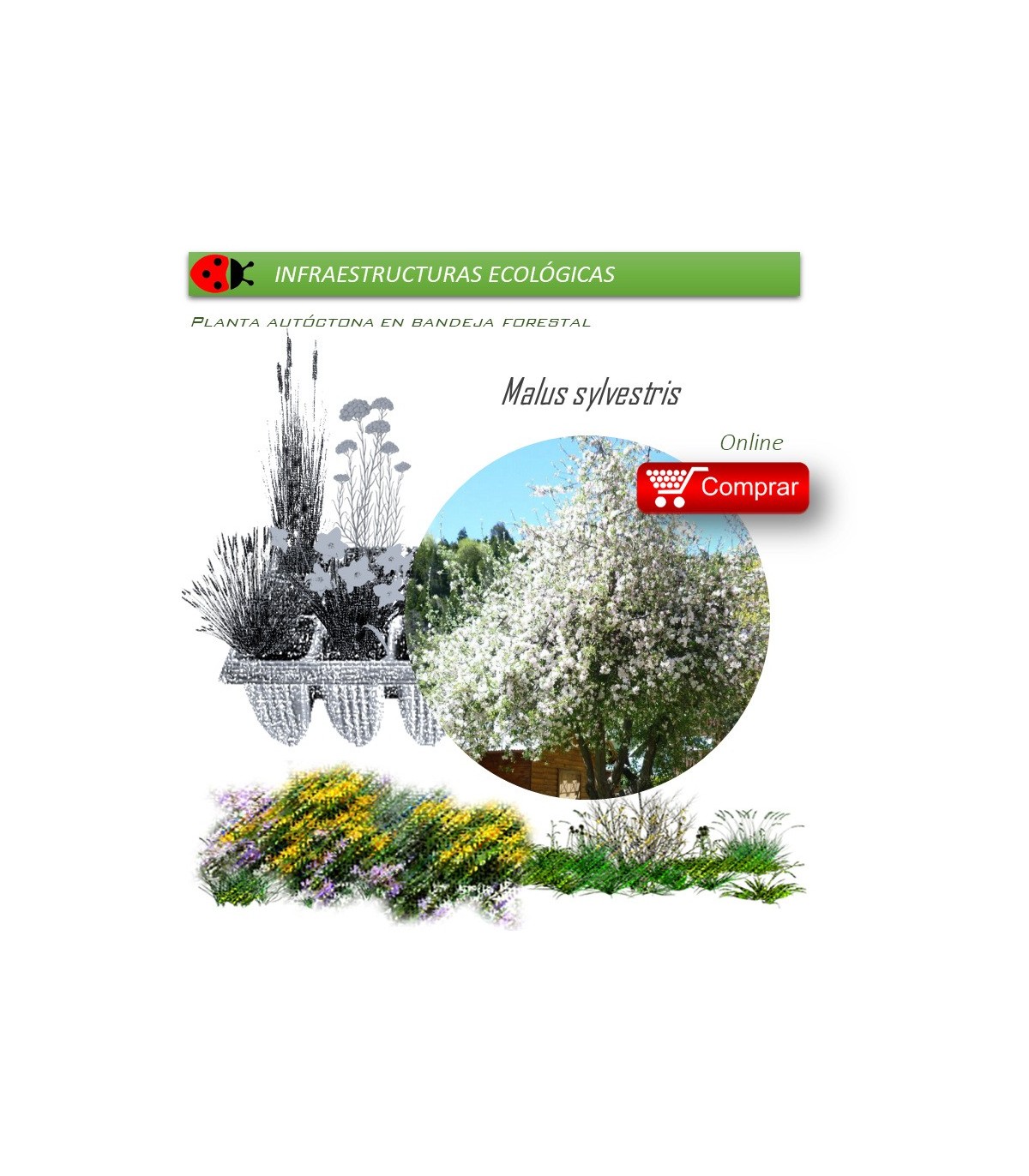 Venta de MALUS SILVESTRIS (manzano silvestre) BF28/400