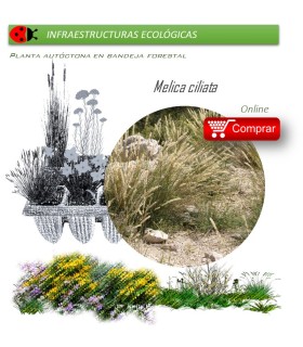 Venta de MELICA CILIATA (Espiguilla de seda) BF 40/260