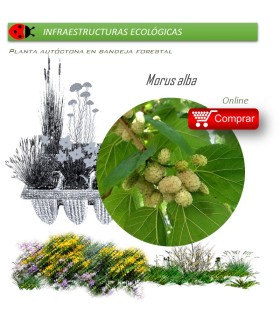 Venta de MORUS ALBA (Morera blanca) BF 54/200