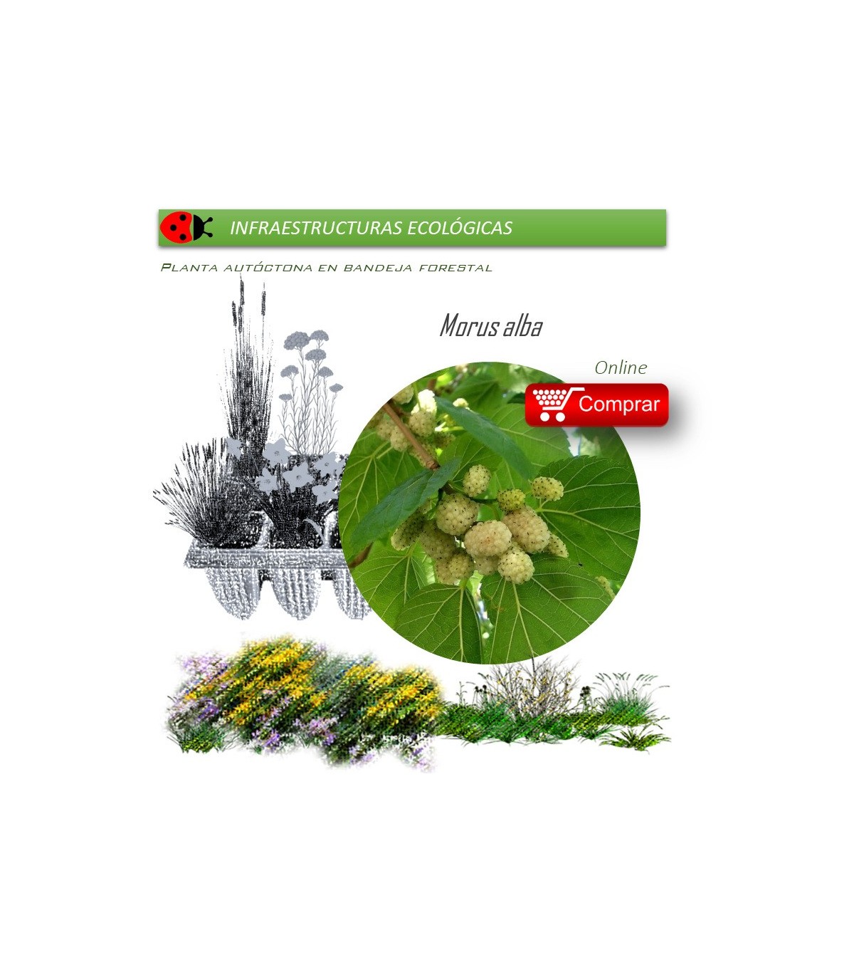 Venta de MORUS ALBA (Morera blanca) BF 54/200
