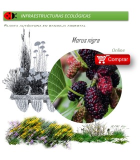 Venta de MORUS NIGRA (Morera negra) BF 54/200