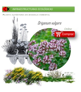 Venta de ORIGANUM VULGARE (Orégano) BF 40/260