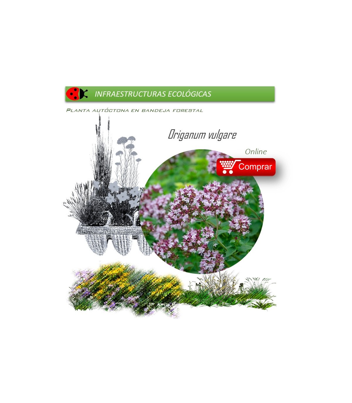 Venta de ORIGANUM VULGARE (Orégano) BF 40/260