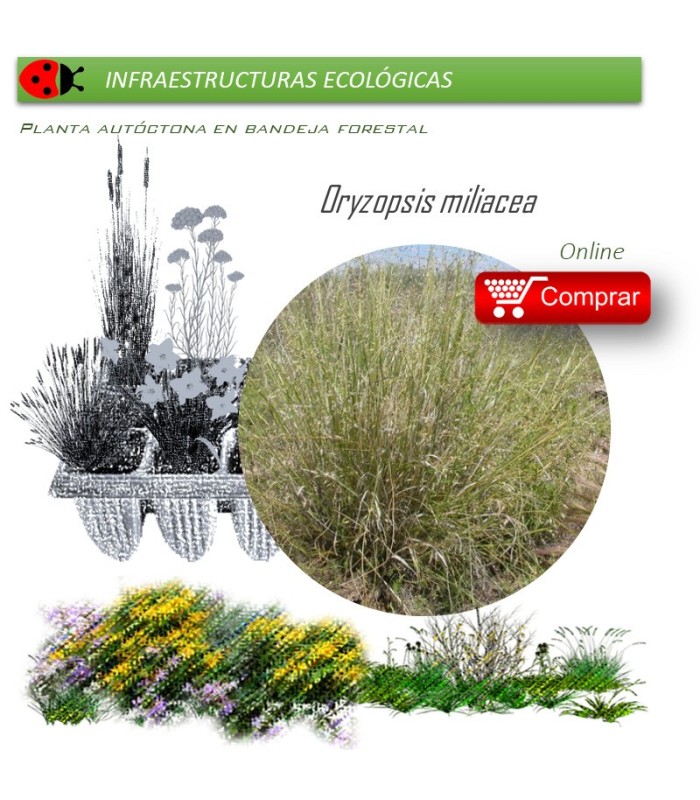 Venta de ORYZOPSIS MILIACEA (Triguera) BF 40/260