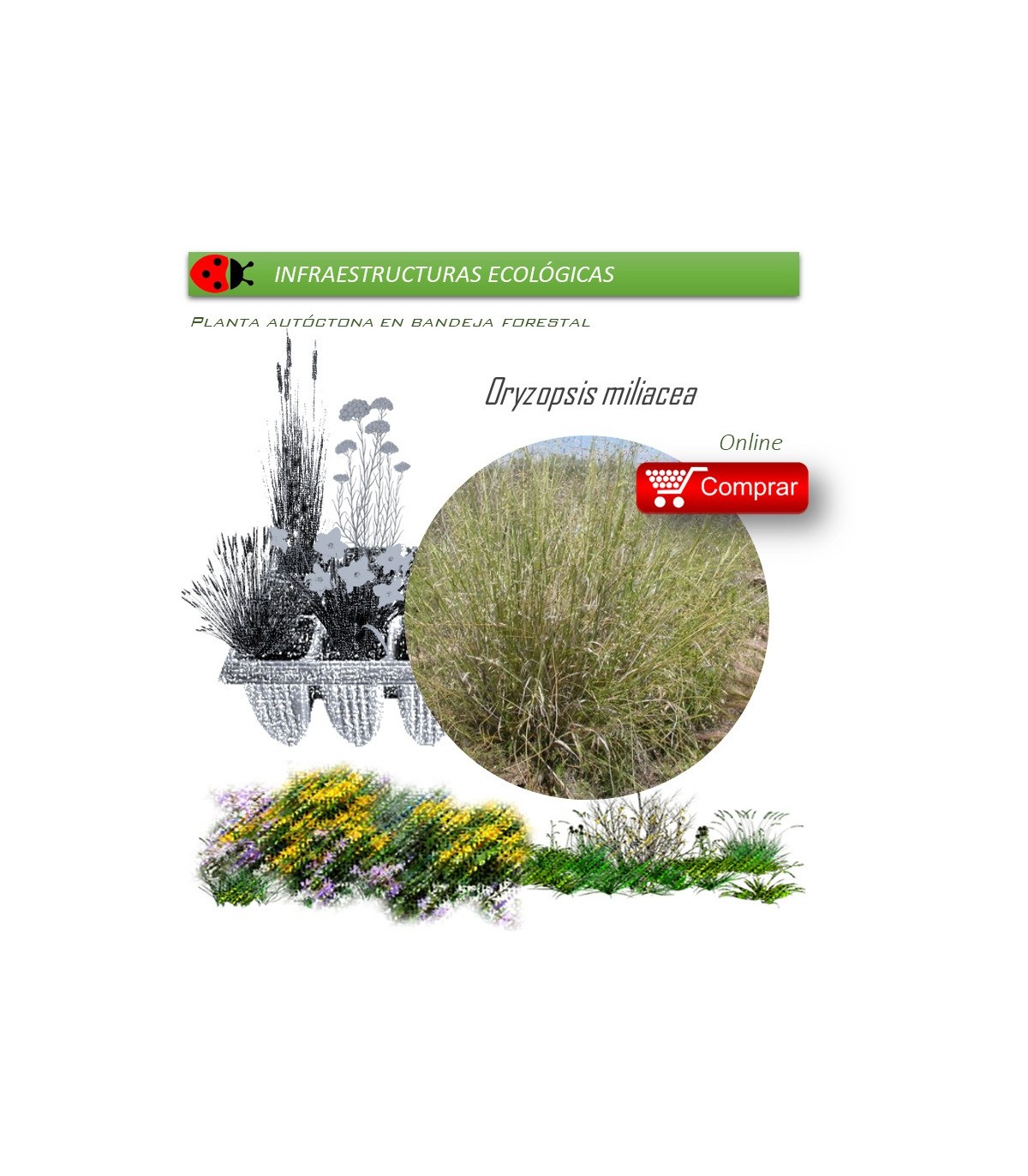 Venta de ORYZOPSIS MILIACEA (Triguera) BF 40/260