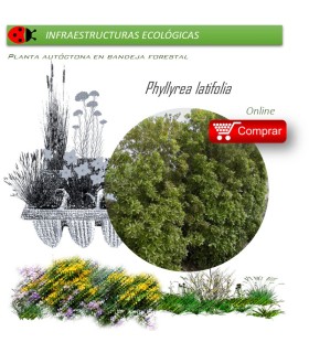 Venta de PHILLYREA LATIFOLIA (Labiérnago prieto) BF 40/260