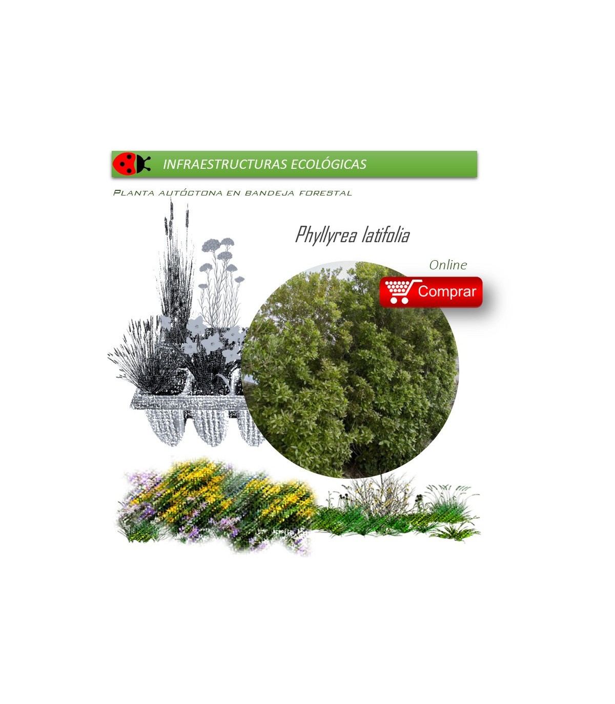 Venta de PHILLYREA LATIFOLIA (Labiérnago prieto) BF 40/260