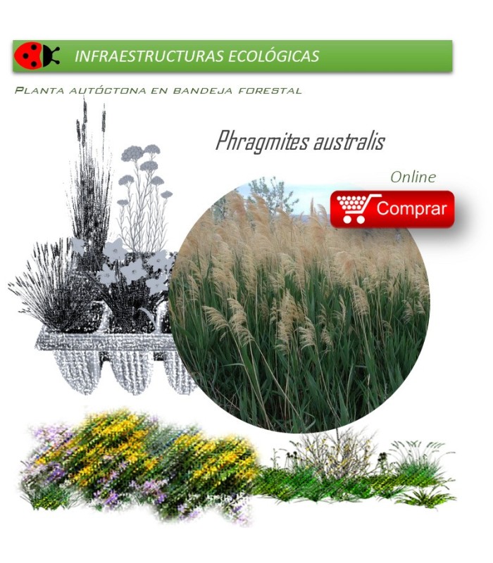 Venta de PHRAGMITES AURSTRALIS (Carrizo) BF 40/260