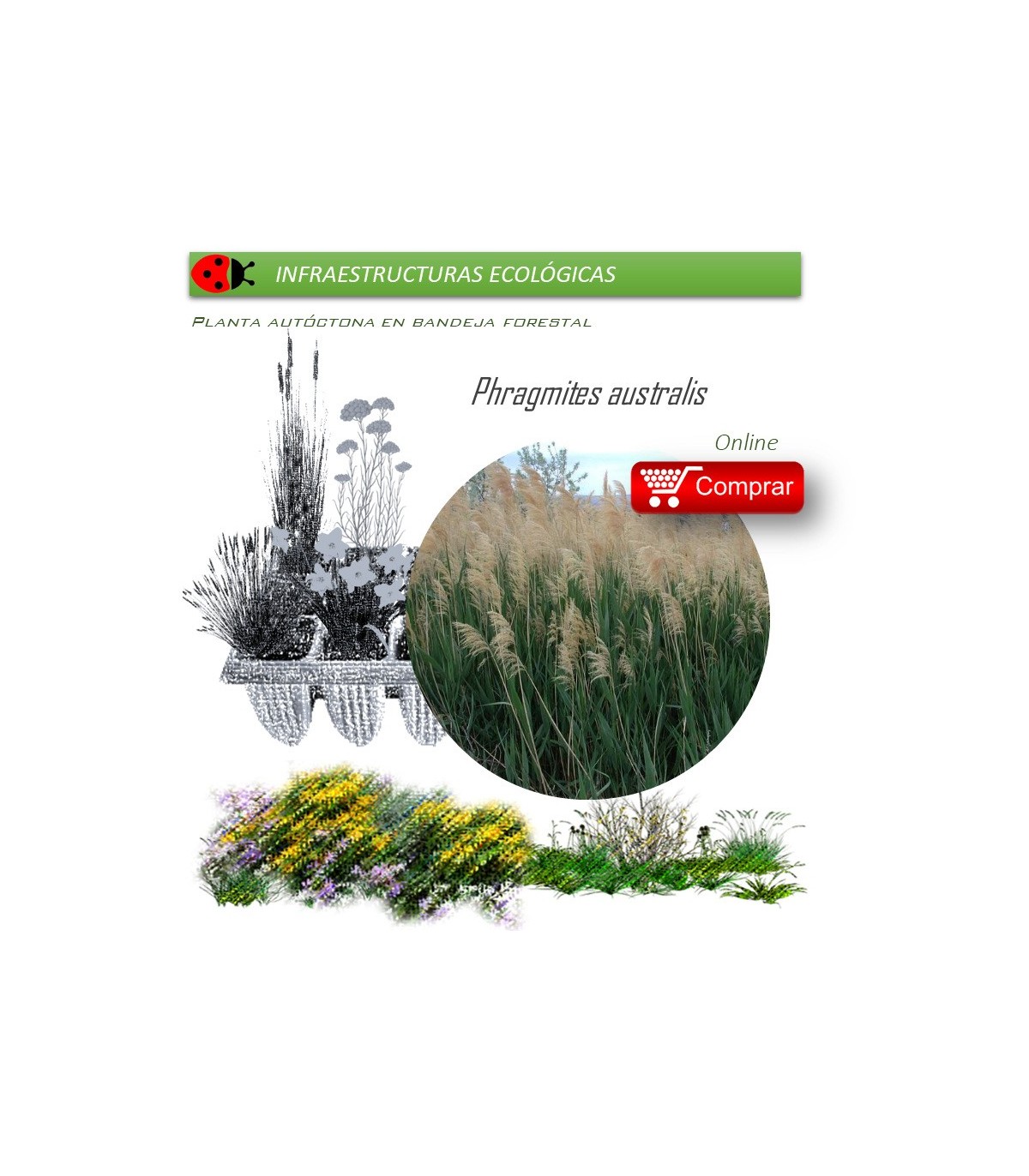 Venta de PHRAGMITES AURSTRALIS (Carrizo) BF 40/260
