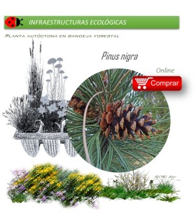 Venta de PINUS NIGRA (Pino salgareño) BF 45/220