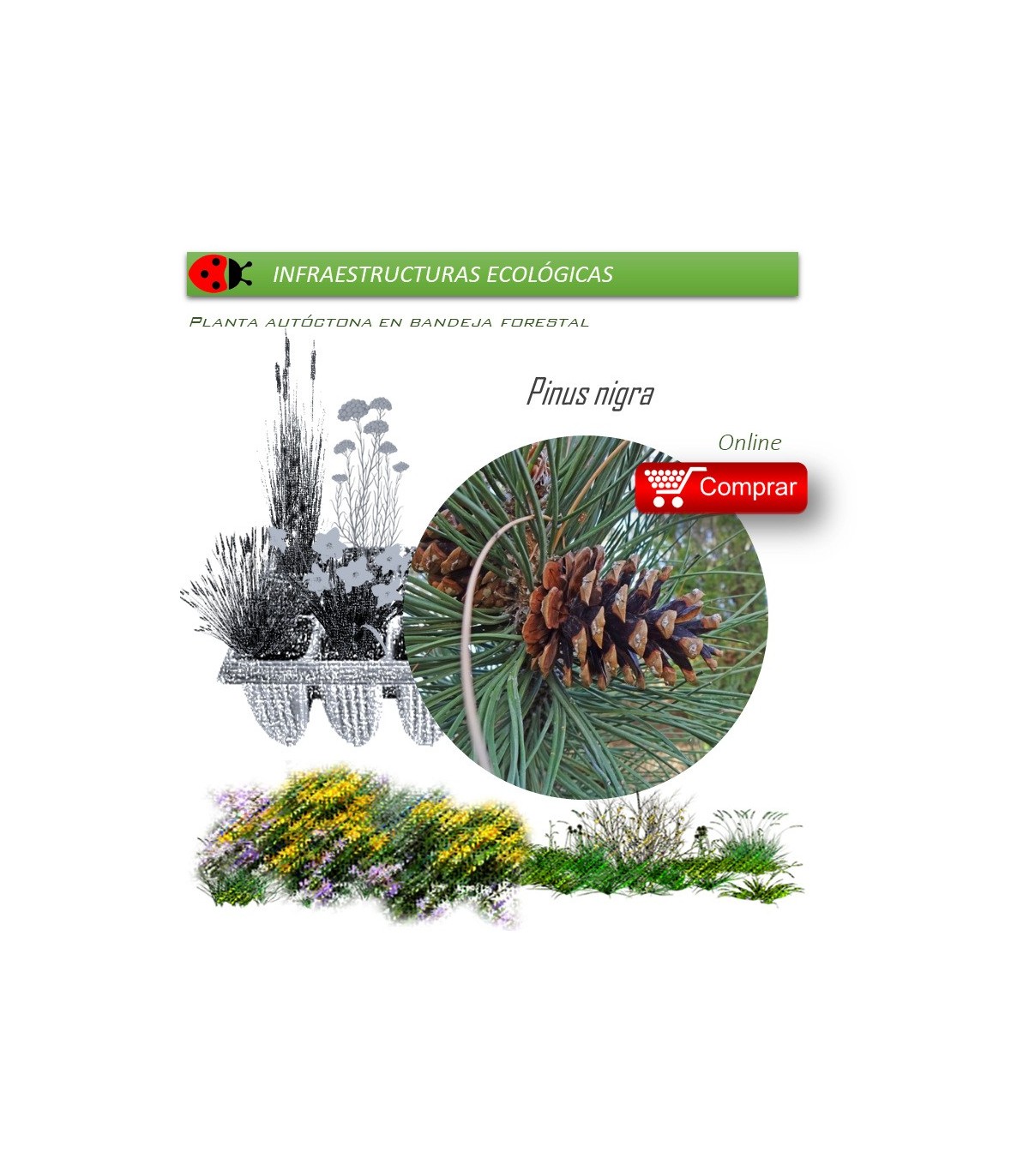 Venta de PINUS NIGRA (Pino salgareño) BF 45/220