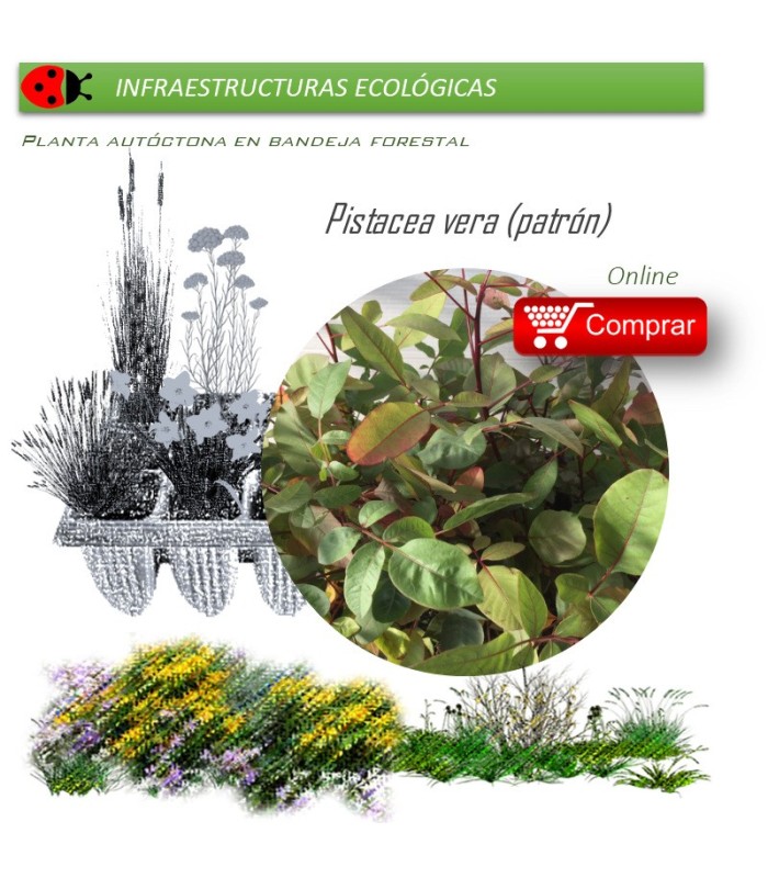 PISTACEA VERA (pistacho portainjertos) BF 45/220