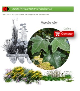Venta de POPULUS ALBA (Álamo blanco) BF 54/200