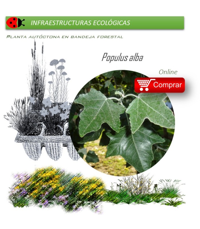 Venta de POPULUS ALBA (Álamo blanco) BF 54/200