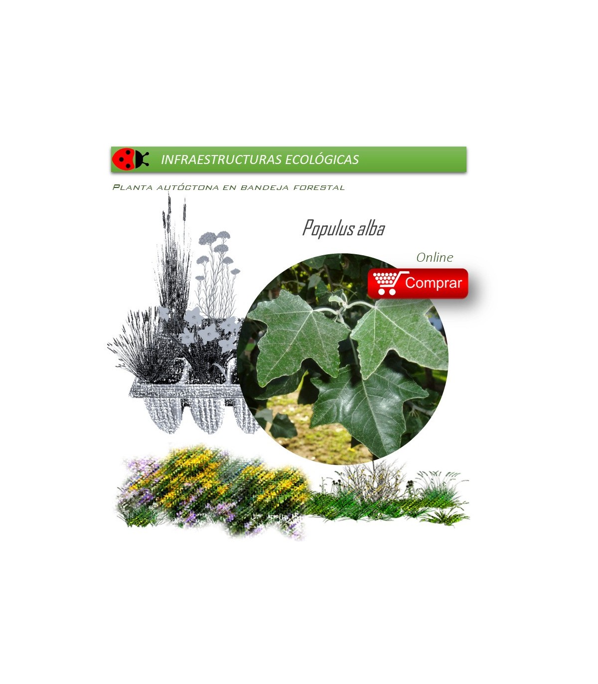Venta de POPULUS ALBA (Álamo blanco) BF 54/200