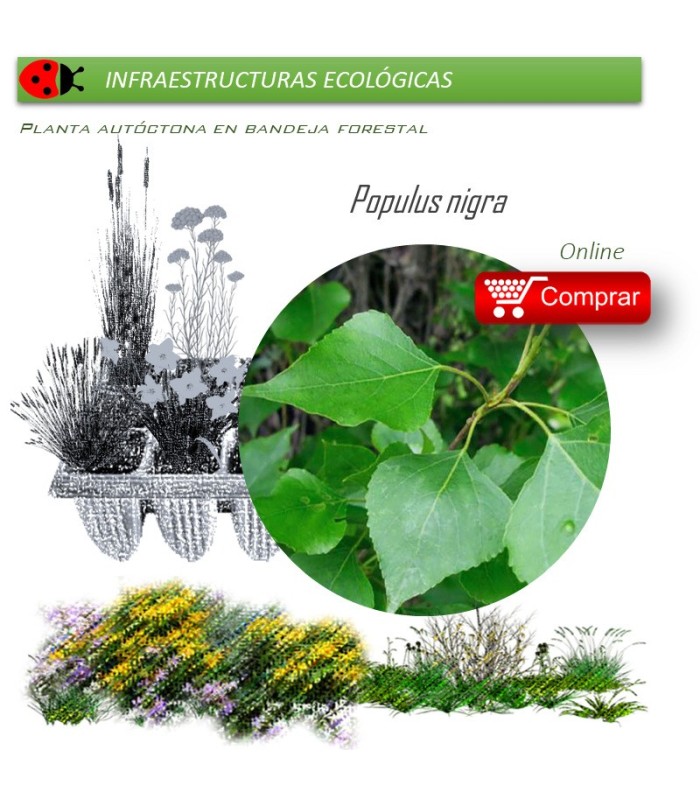 Venta de POPULUS NIGRA (Álamo negro) BF 54/200