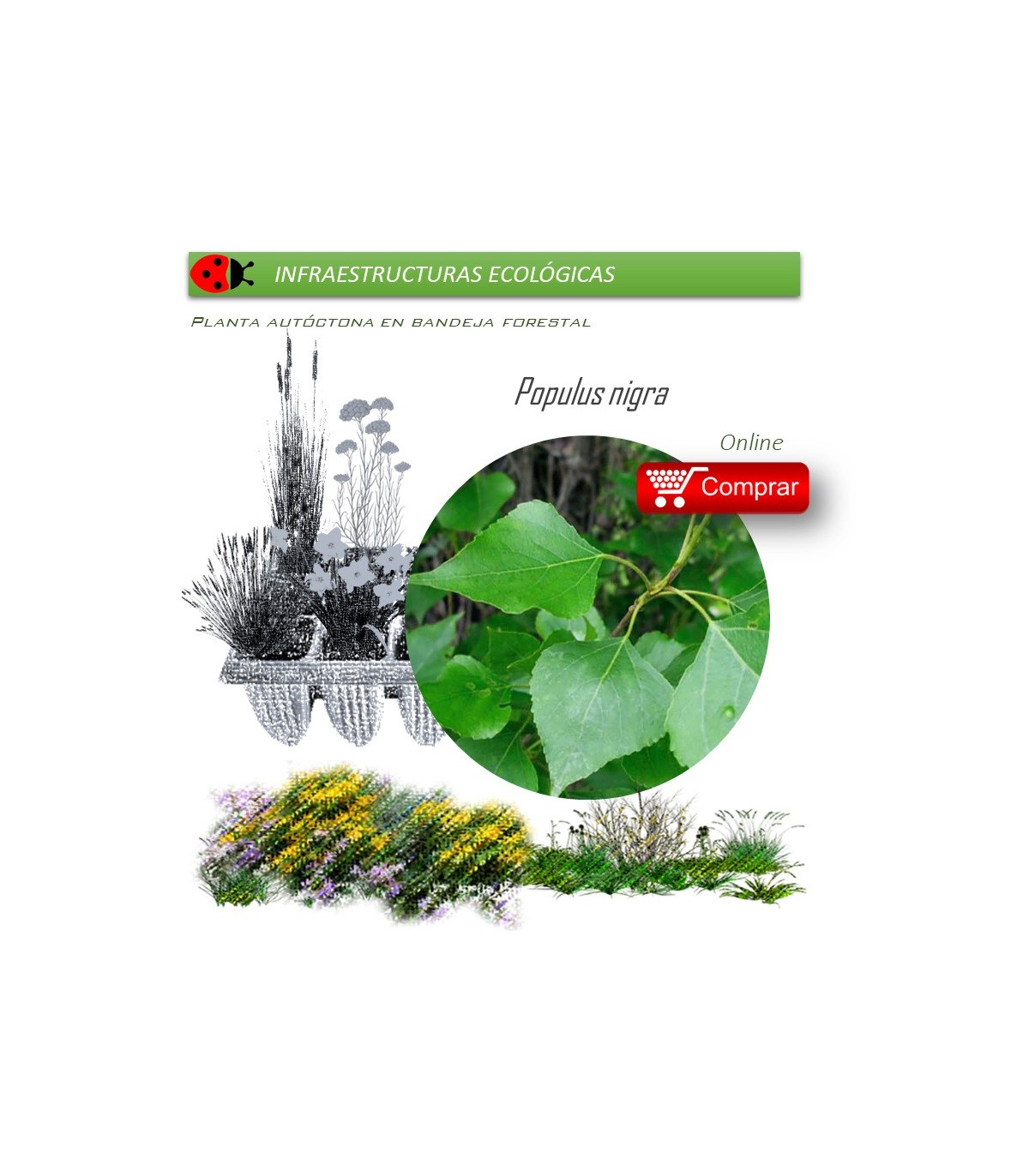 Venta de POPULUS NIGRA (Álamo negro) BF 54/200