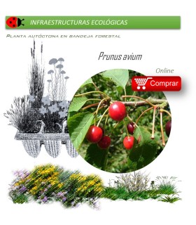 Venta de PRUNUS AVIUM (Cerezo silvestre) BF 28/400